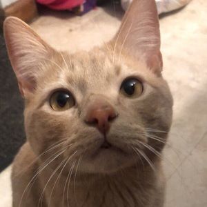 Meet your Posher, Pj